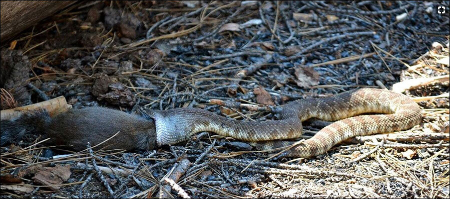 Rattlesnake eating a gopher.