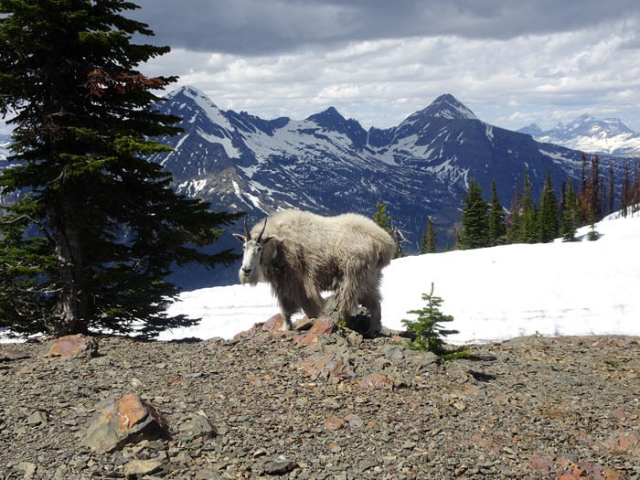 Wild Mountain Goat.  Mt. Brown Lookout.