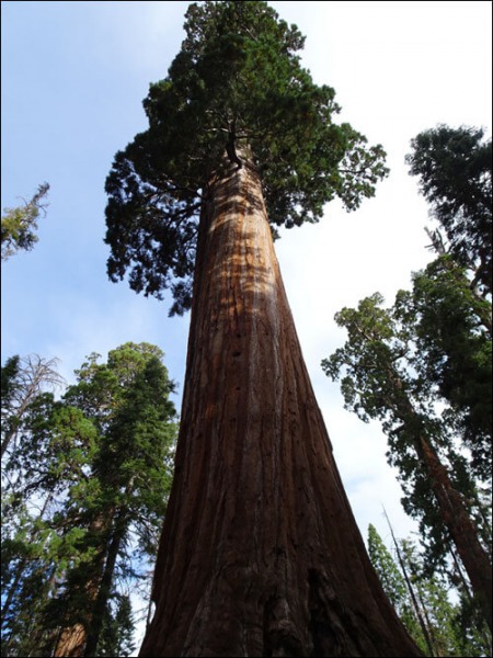 The General Grant Tree.  Sequoia & Kings Canyon National Park