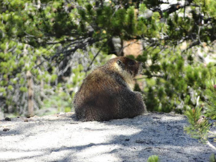 Marmot - Tuolumne Meadows. Yosemite National Park, Ca