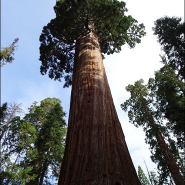 Sequoia Tree