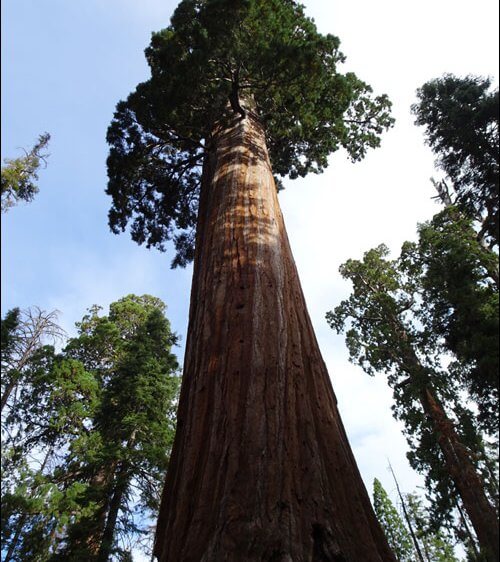 Sequoia Tree