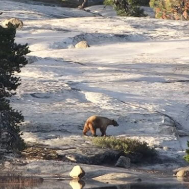Brown Bear in Lake Vernon