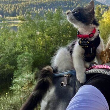 Hiking with Cats