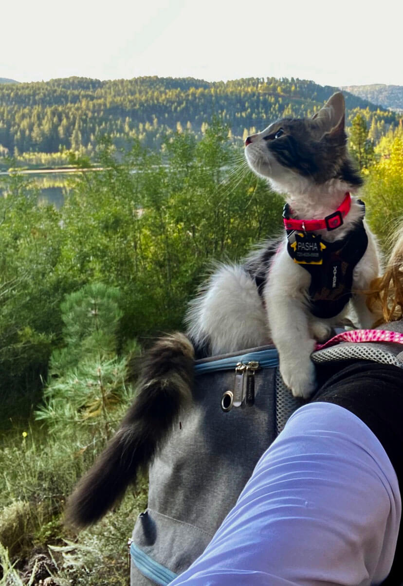 Hiking with Cats