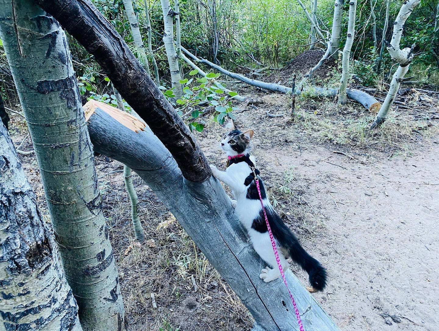 Hiking with cats